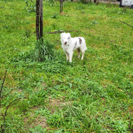 Pongo profile