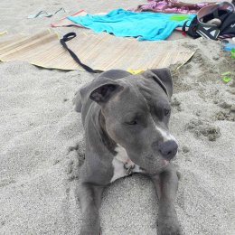 Tyson  profile