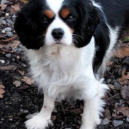 Doggo profile