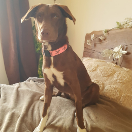 Talia profile