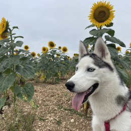 Aika profile