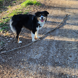 Loki profile