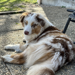 Vidci profile