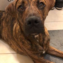 Simba profile