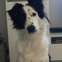 Bella profile