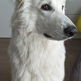Floki profile