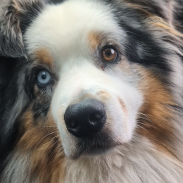 Aiko profile