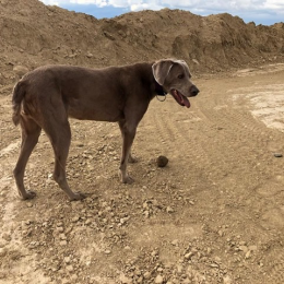 Caya profile