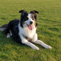 Orka profile