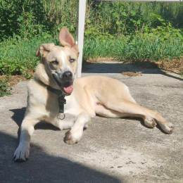 Sirius profile