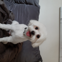 Doggo profile