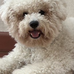 Prince profile