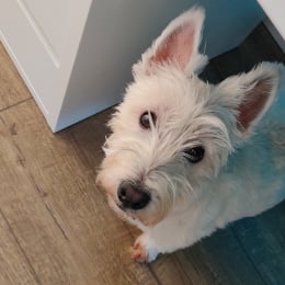 Stella & romeo profile