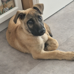 Atos profile