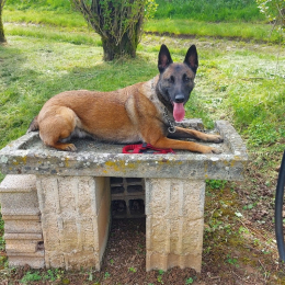 Haka et osca profile