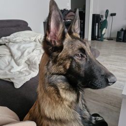Vega profile