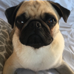 Lola profile