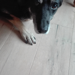 Lola profile