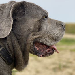 Juddy profile