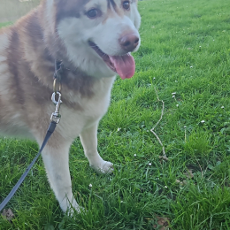 Noah et prudence profile