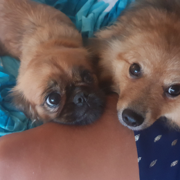 Kyra et balu profile