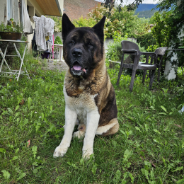 Aiko profile