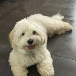 Yuki profile