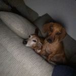 Thèo 