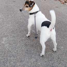 Asterix profile