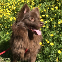 Lou profile