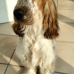 Ugo profile