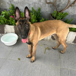 Marlo profile