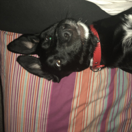 Nova profile