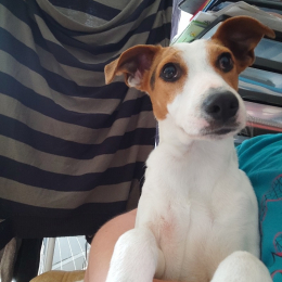 Benjamin profile