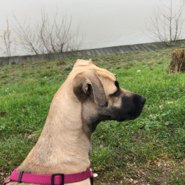 Vega profile