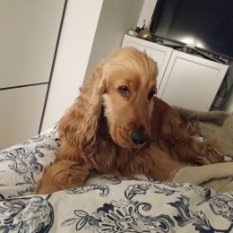 Joey profile