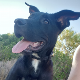 Aang profile