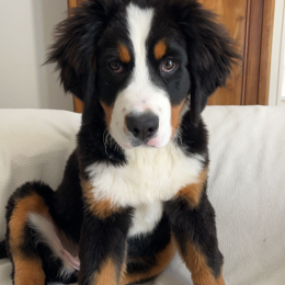 Bérangère profile