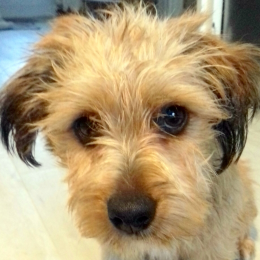 Suzie profile