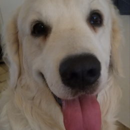 Doggo profile