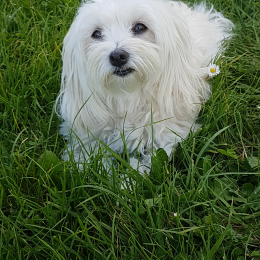 Gébelle profile