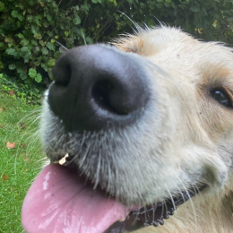 Axel profile