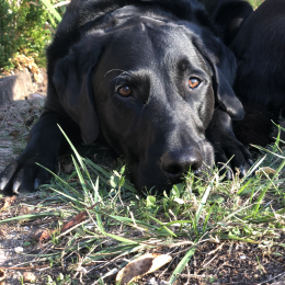 Doggo profile