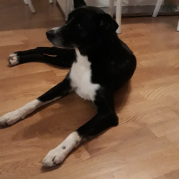 Doggo profile