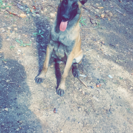 Doggo profile