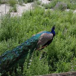 Marie profile