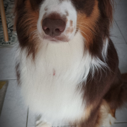 Raïko profile