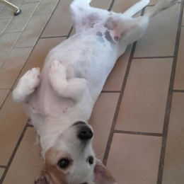 Gandja & honey profile