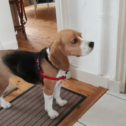 Molly profile