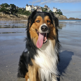 Jake profile